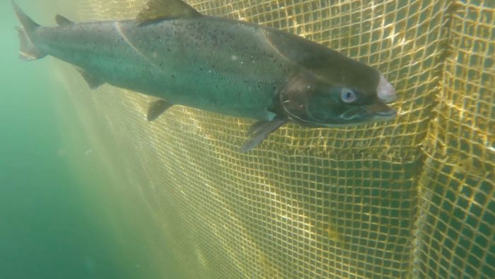New footage shows deformed salmon at RSPCA-assured fish farm 4