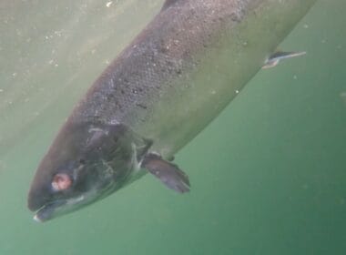New footage shows deformed salmon at RSPCA-assured fish farm 7