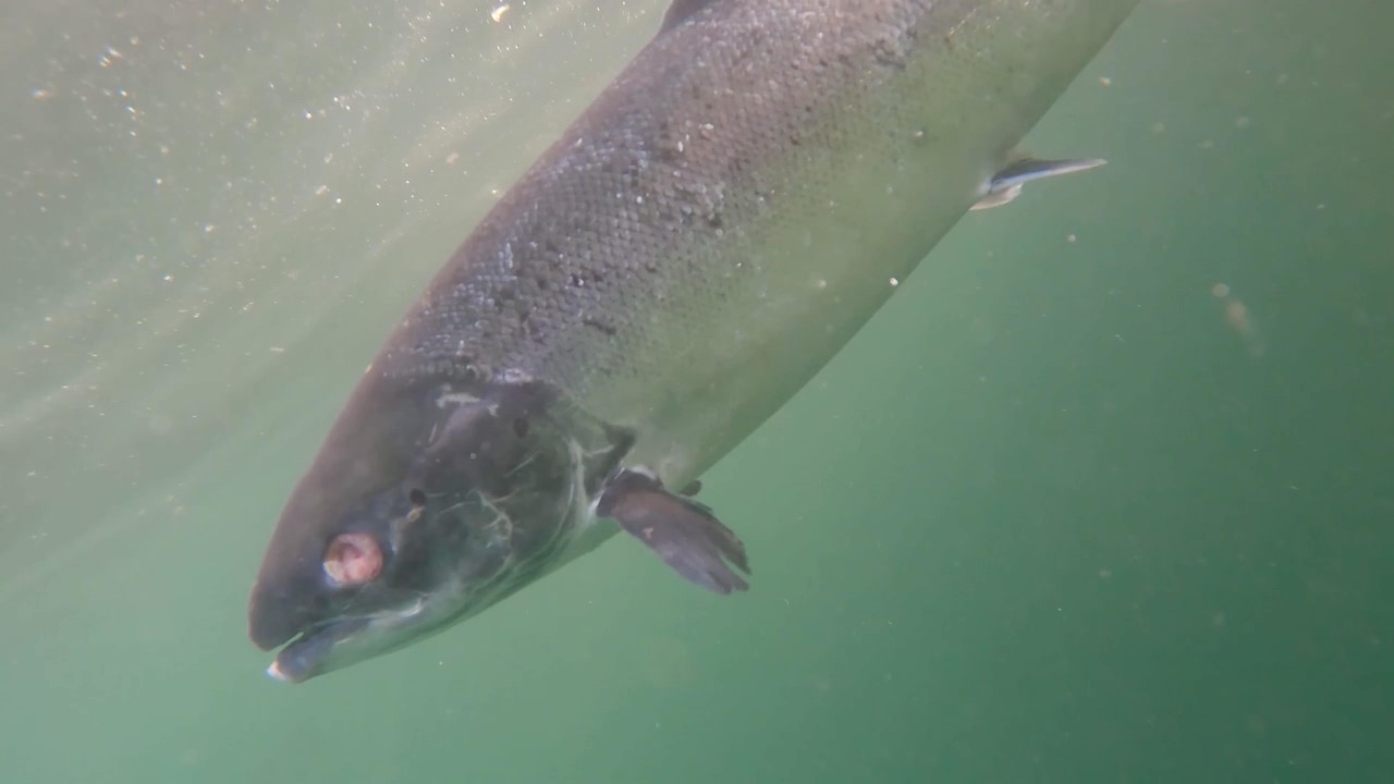 New footage shows deformed salmon at RSPCA-assured fish farm 4