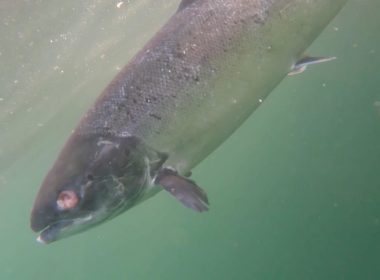New footage shows deformed salmon at RSPCA-assured fish farm 8