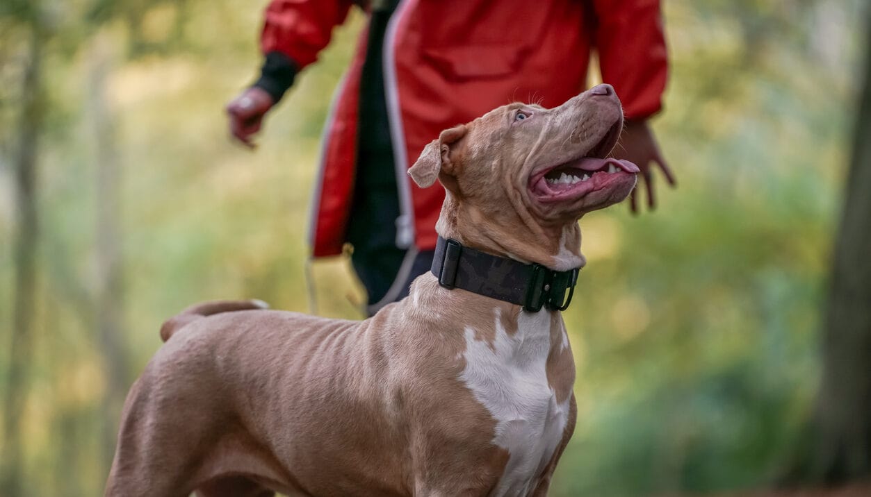 NOT DANGEROUS! THE AMERICAN BULLY DOG 