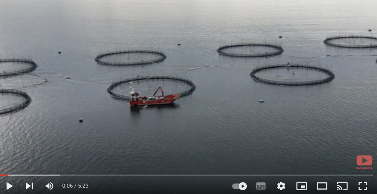 Investigators film buckets of dead fish at salmon industry’s 'poster child' farm 2