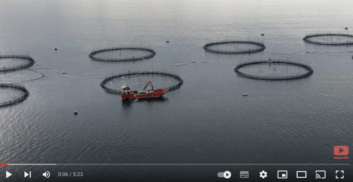 Investigators film buckets of dead fish at salmon industry’s 'poster child' farm 6