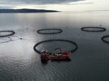 Investigators film buckets of dead fish at salmon industry’s 'poster child' farm 4