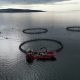 Investigators film buckets of dead fish at salmon industry’s 'poster child' farm 3