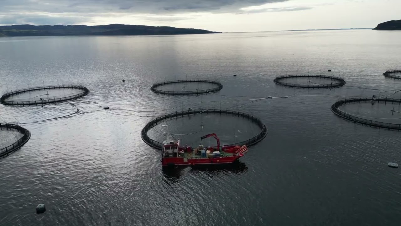 Investigators film buckets of dead fish at salmon industry’s 'poster child' farm 1