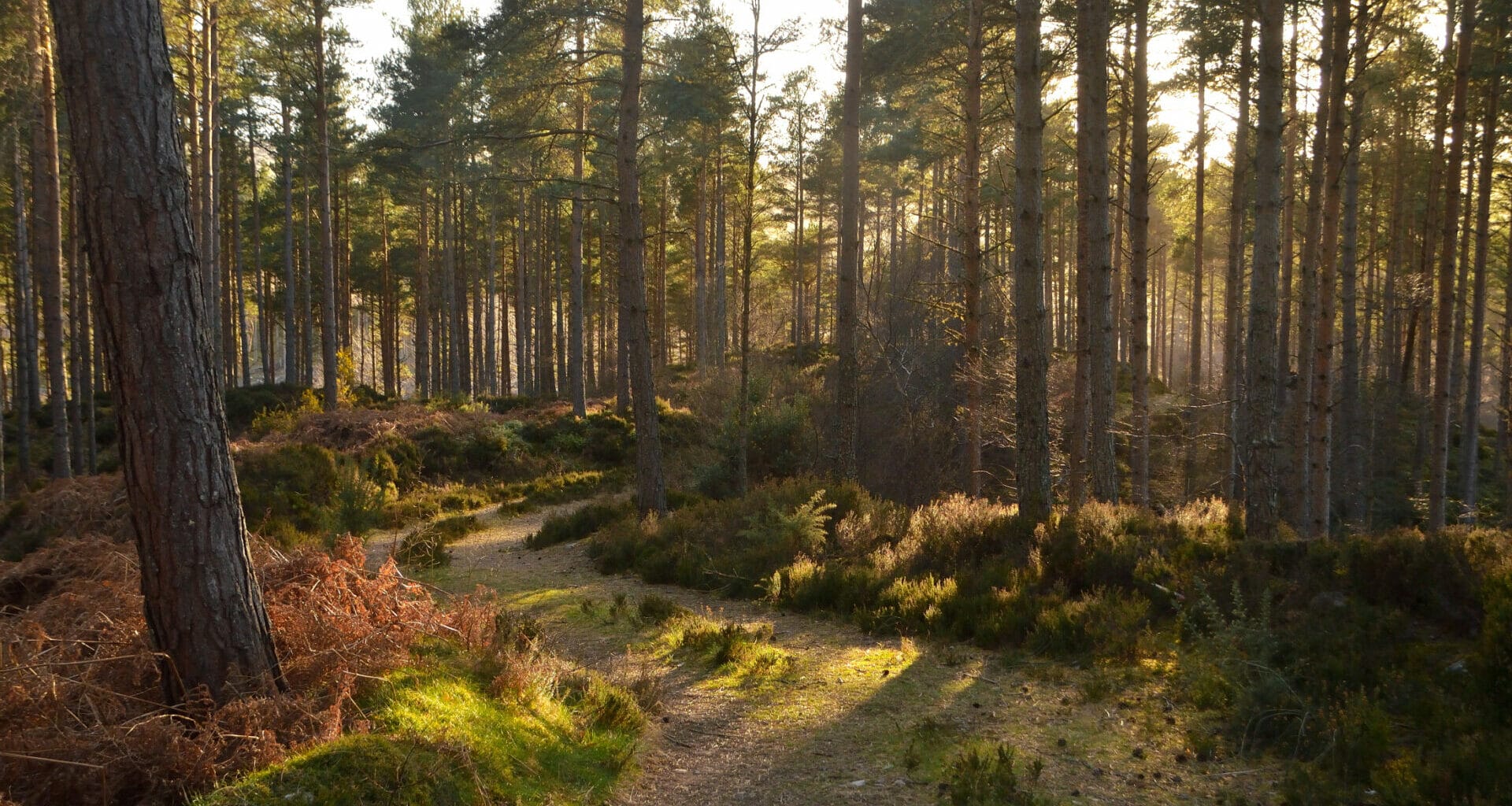 Scotland's forests dominated by estates, investors and absentee owners, says report 2