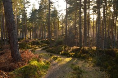 Scotland's forests dominated by estates, investors and absentee owners, says report 2