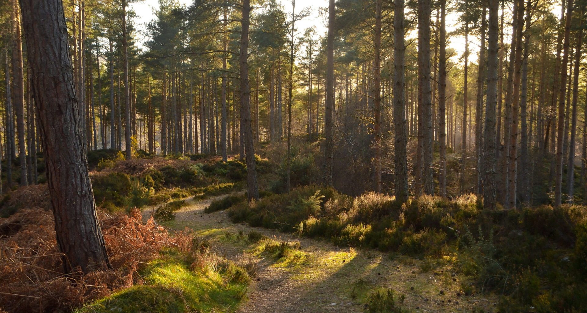 Scotland's forests dominated by estates, investors and absentee owners, says report 1