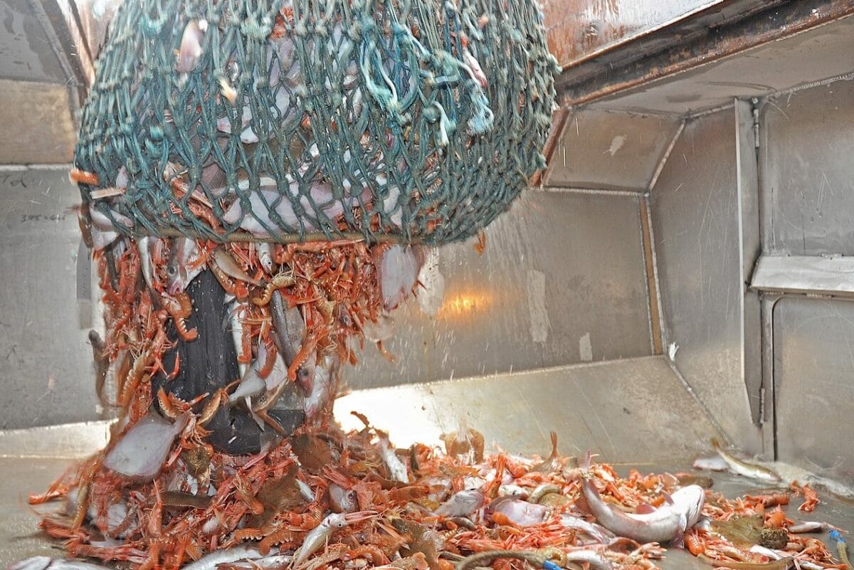 Photos reveal wildlife toll from trawling for scampi 3