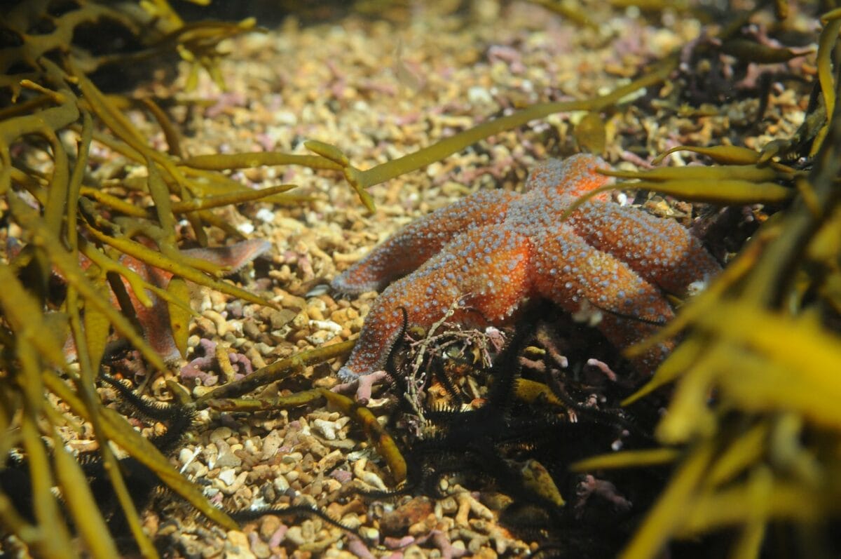 Marine protection: What are the greatest risks to Scotland's habitats? 8