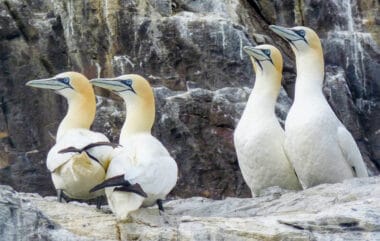 Bird flu pushes ‘globally important’ Scottish seabirds into decline 4