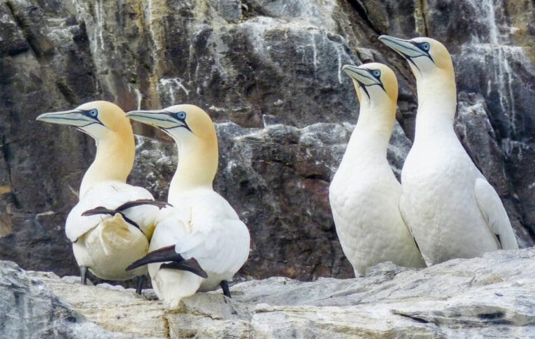 Bird flu pushes ‘globally important’ Scottish seabirds into decline 9