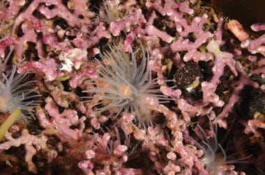 A sealoch anemone on maerl