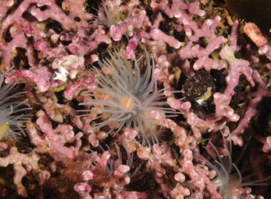 A sealoch anemone on maerl