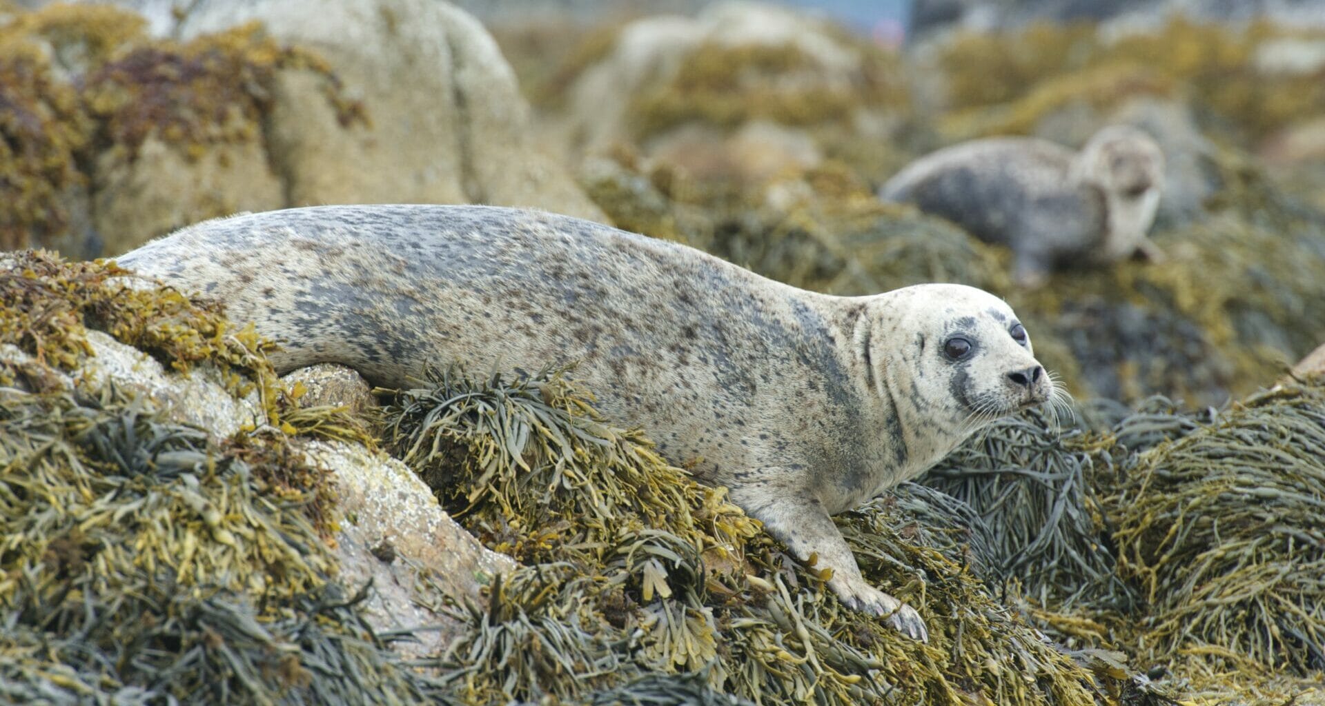 Marine protection: The Scottish species in decline 4