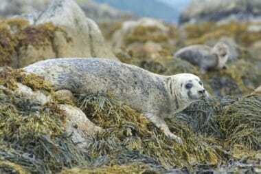 Marine protection: The Scottish species in decline 5