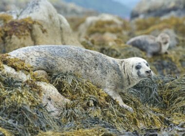 Marine protection: The Scottish species in decline 1