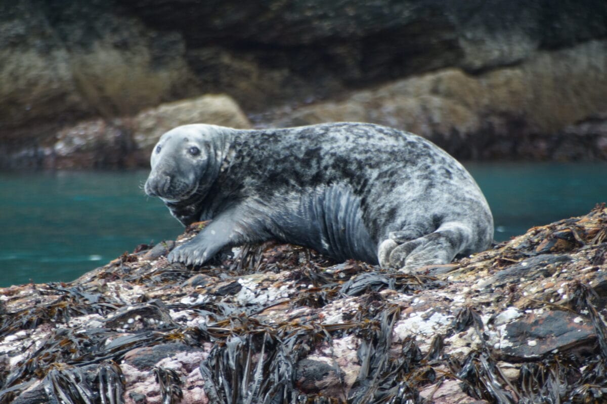 Marine protection: The Scottish species in decline 17