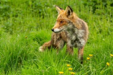 fox hunts