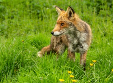 fox hunts